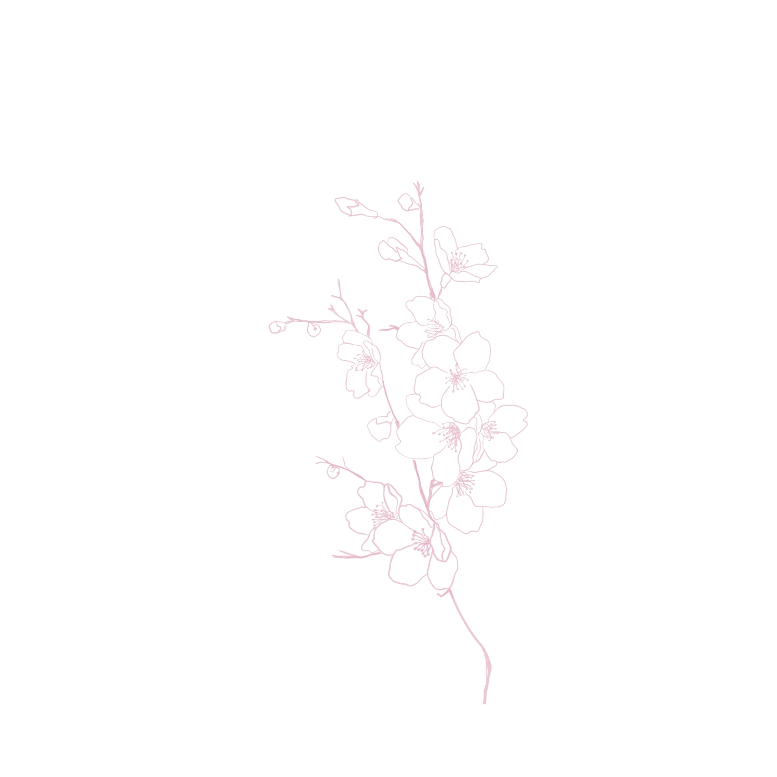 Cherry blossom branch